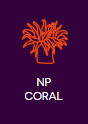 nem fotoszintetizáló korallok