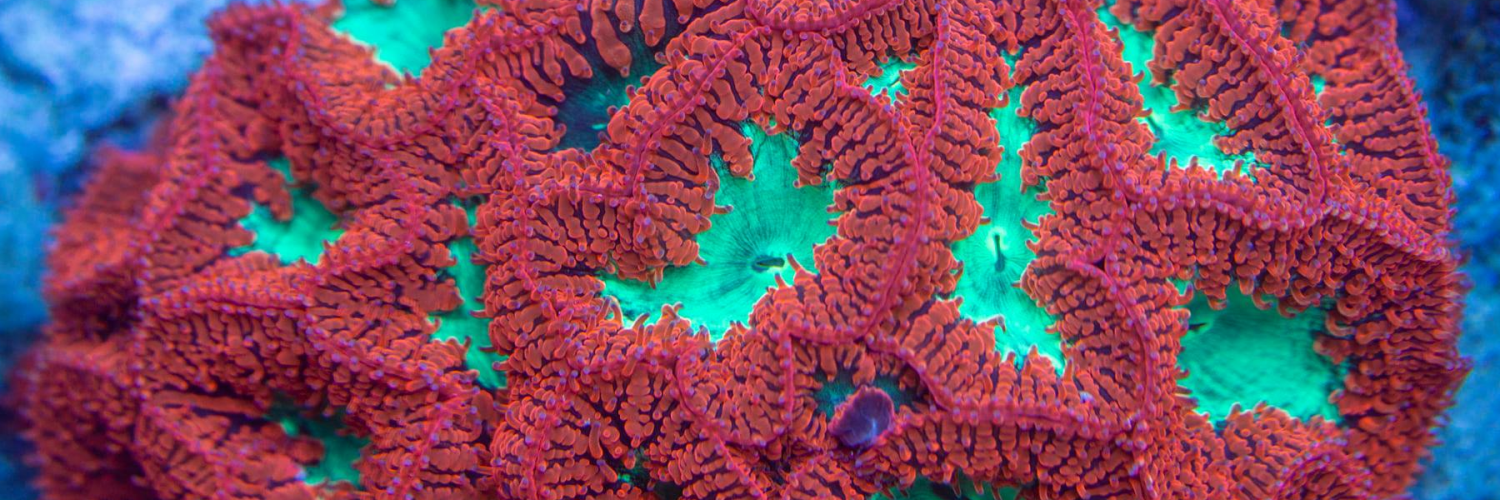 coral3